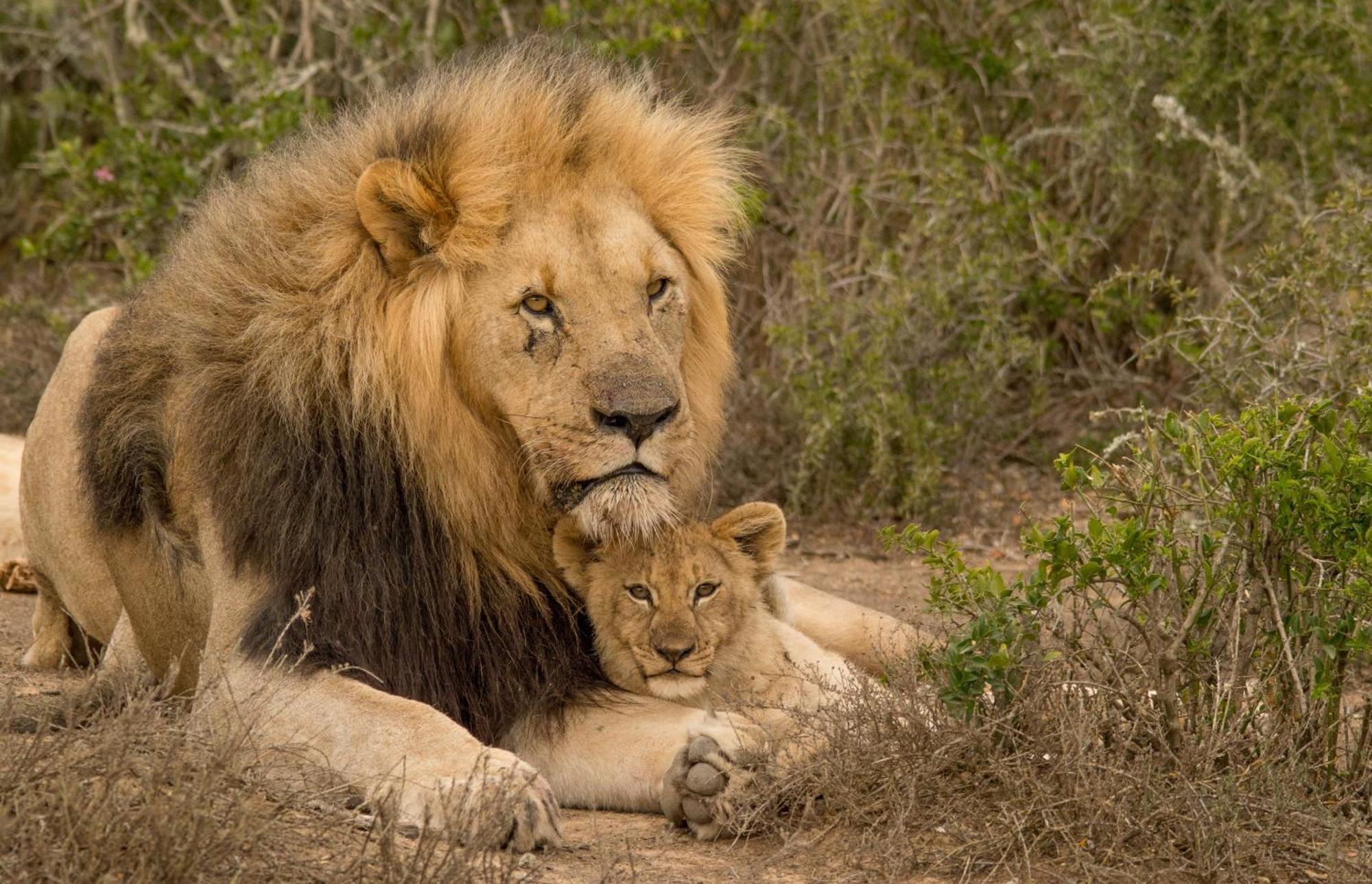 Kwandwe Private Game Reserve - Melton Manor グラハムズタウン エクステリア 写真