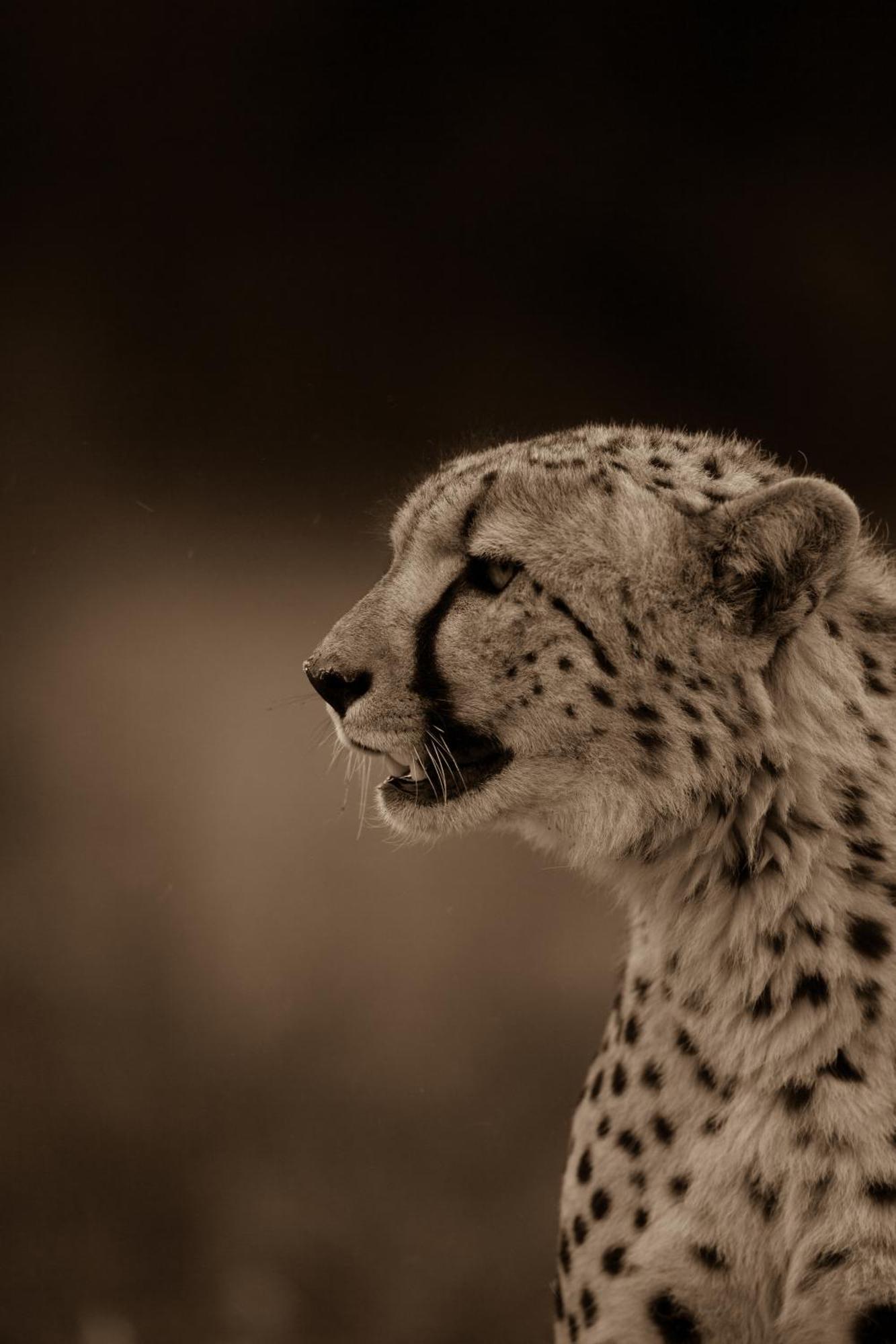 Kwandwe Private Game Reserve - Melton Manor グラハムズタウン エクステリア 写真