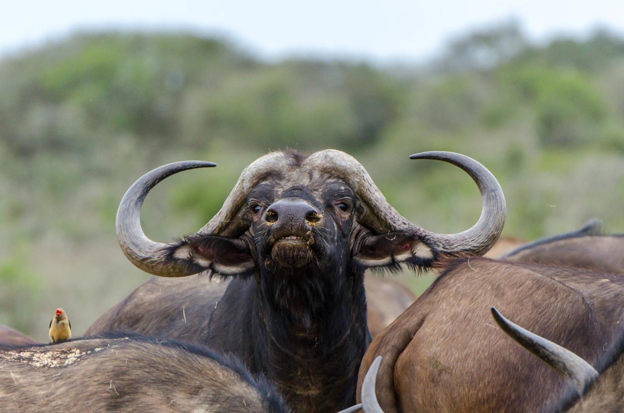 Kwandwe Private Game Reserve - Melton Manor グラハムズタウン エクステリア 写真