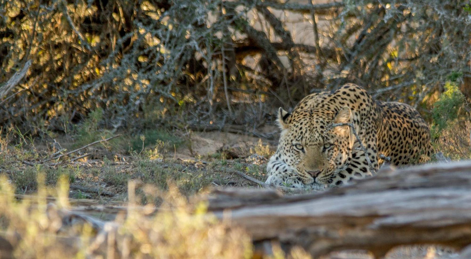 Kwandwe Private Game Reserve - Melton Manor グラハムズタウン エクステリア 写真