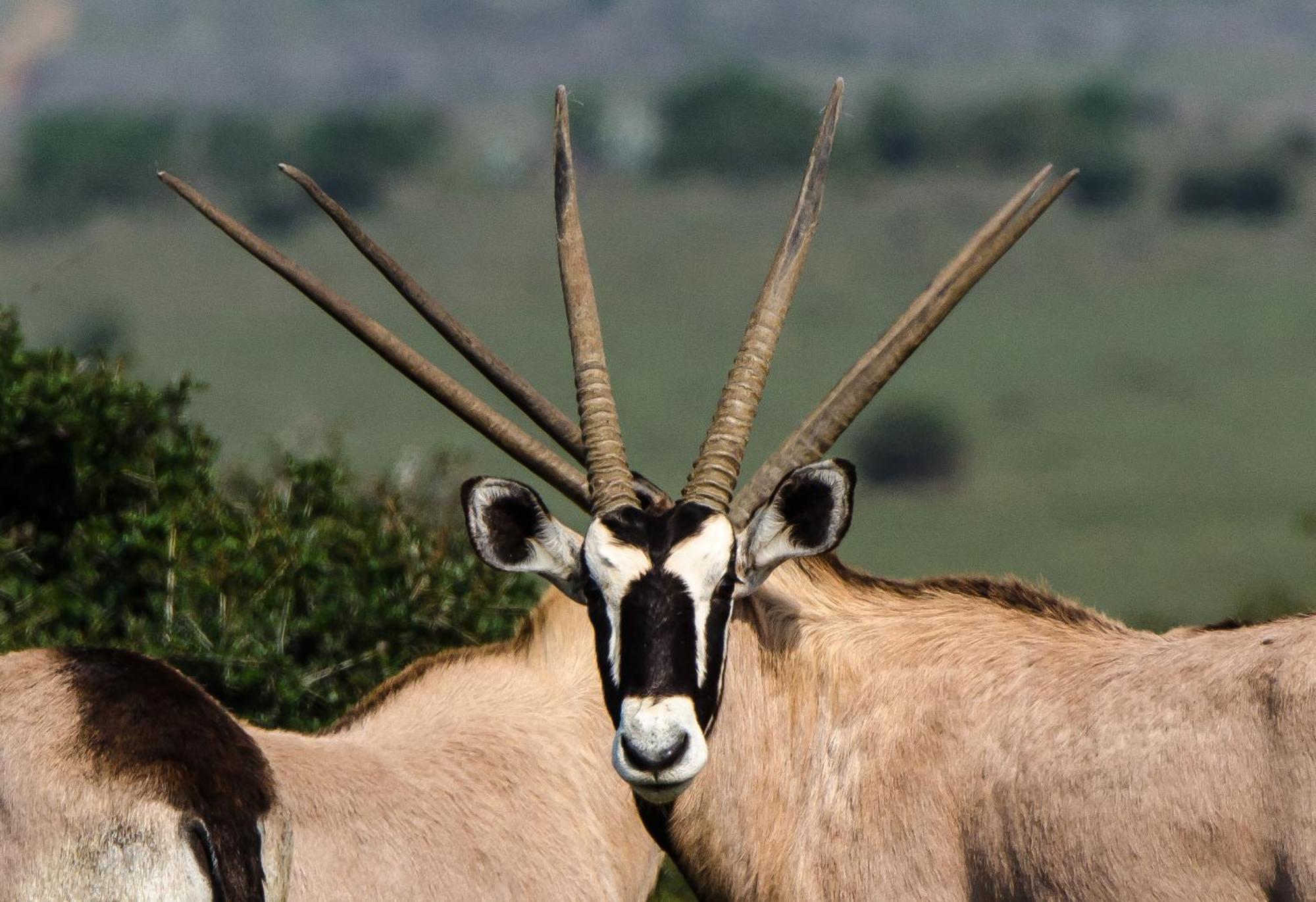 Kwandwe Private Game Reserve - Melton Manor グラハムズタウン エクステリア 写真