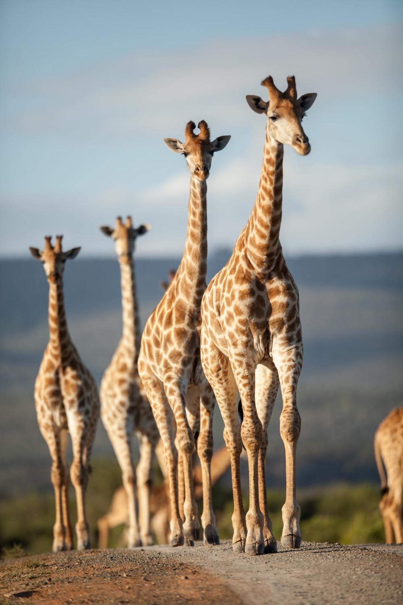 Kwandwe Private Game Reserve - Melton Manor グラハムズタウン エクステリア 写真