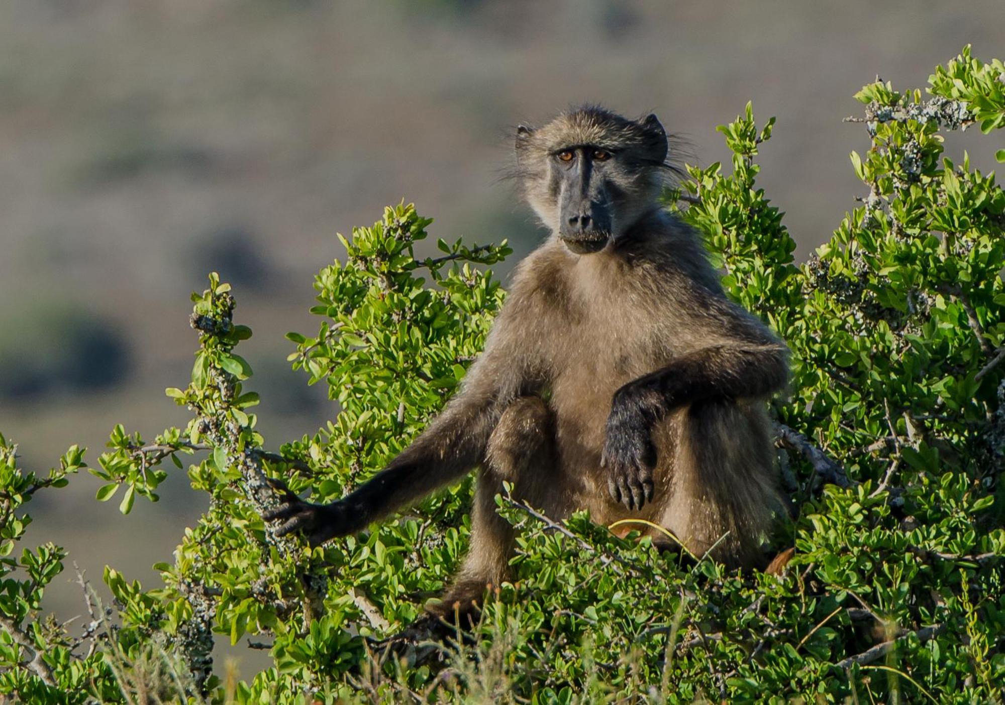 Kwandwe Private Game Reserve - Melton Manor グラハムズタウン エクステリア 写真