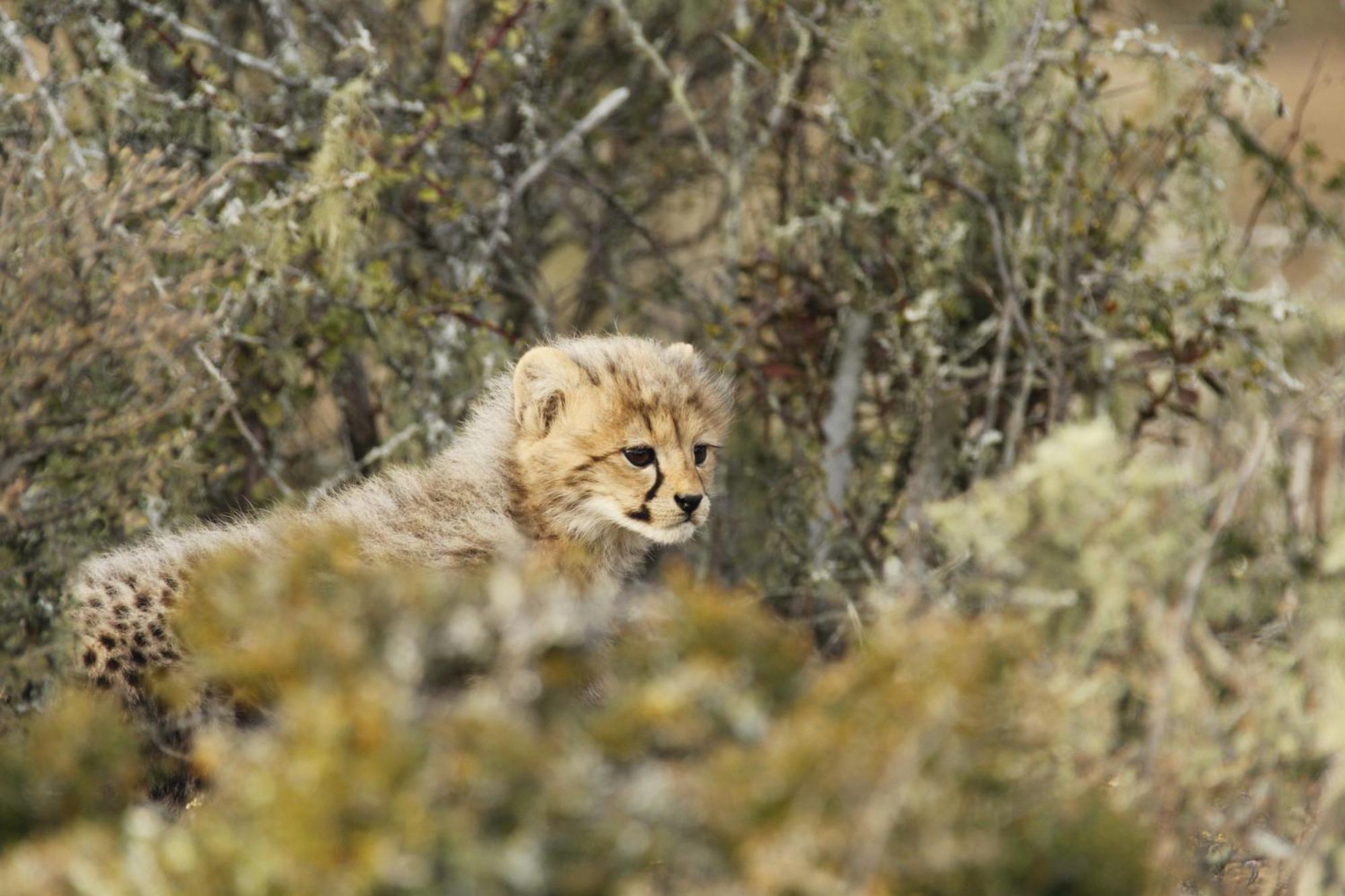 Kwandwe Private Game Reserve - Melton Manor グラハムズタウン エクステリア 写真