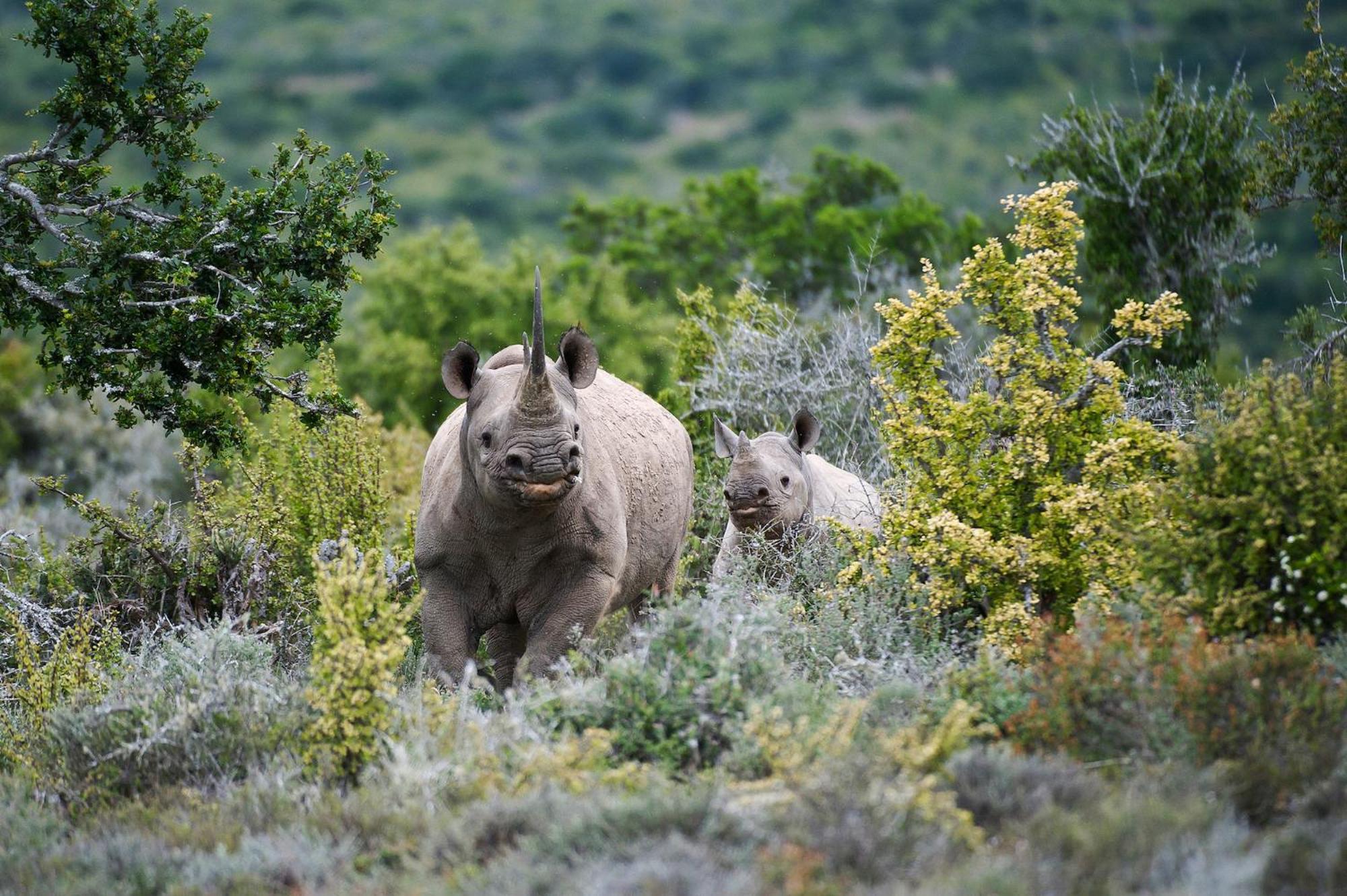 Kwandwe Private Game Reserve - Melton Manor グラハムズタウン エクステリア 写真