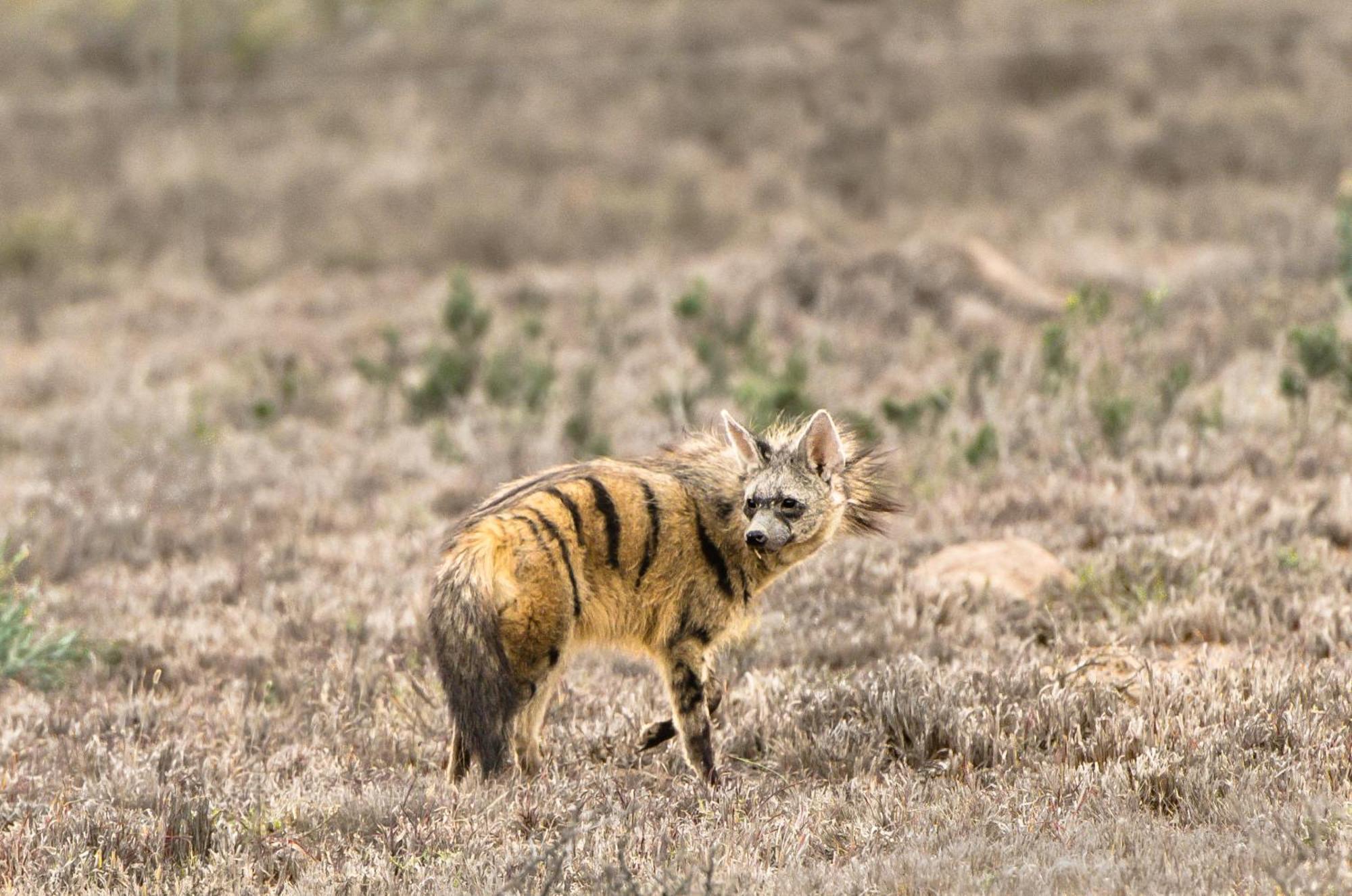 Kwandwe Private Game Reserve - Melton Manor グラハムズタウン エクステリア 写真