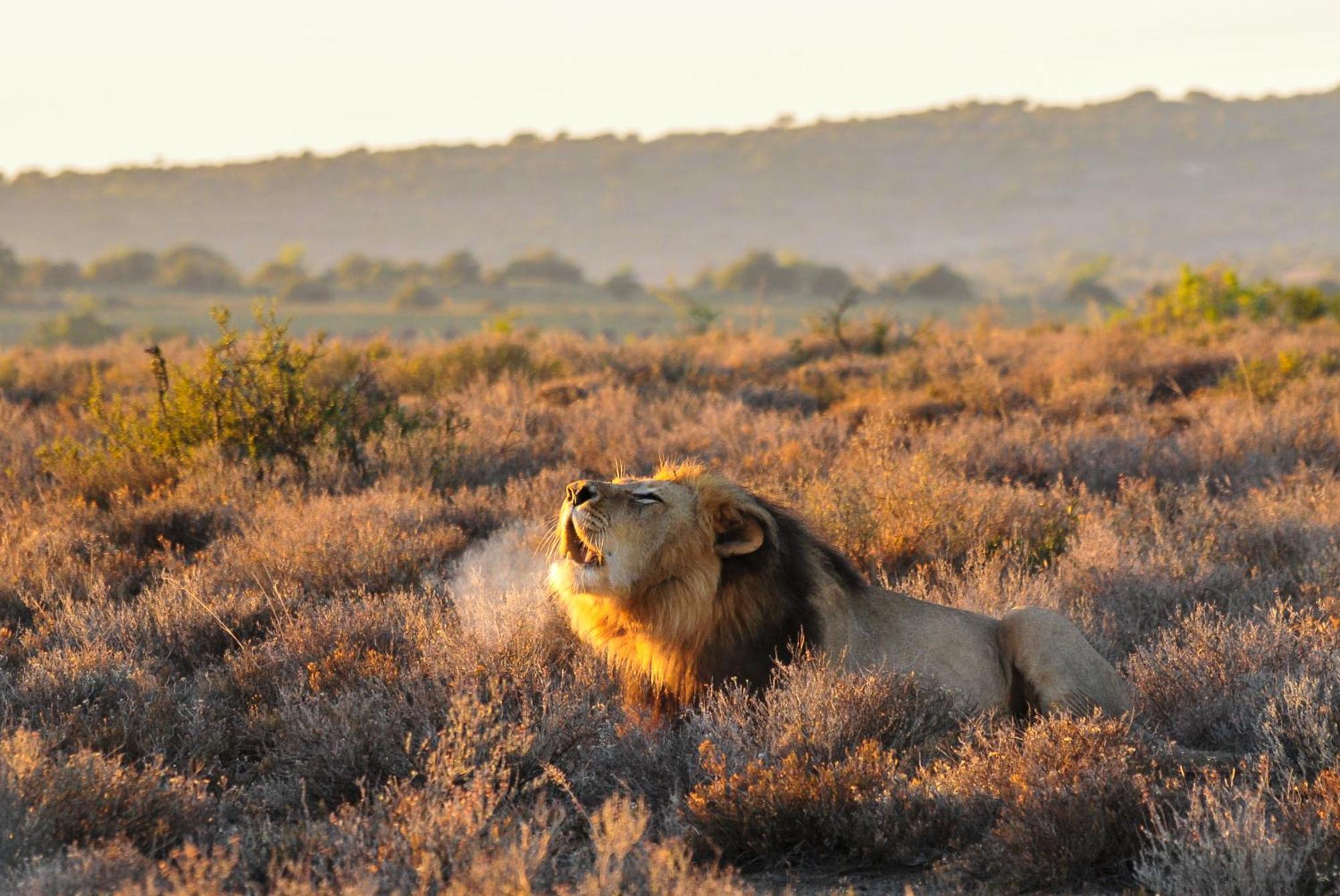 Kwandwe Private Game Reserve - Melton Manor グラハムズタウン エクステリア 写真