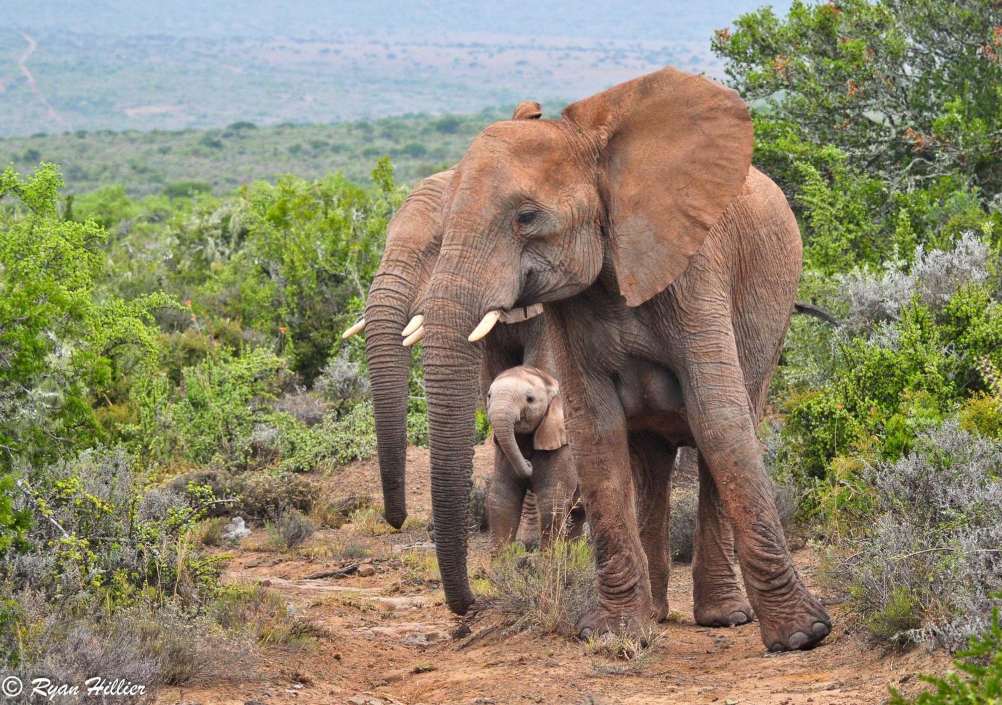 Kwandwe Private Game Reserve - Melton Manor グラハムズタウン エクステリア 写真