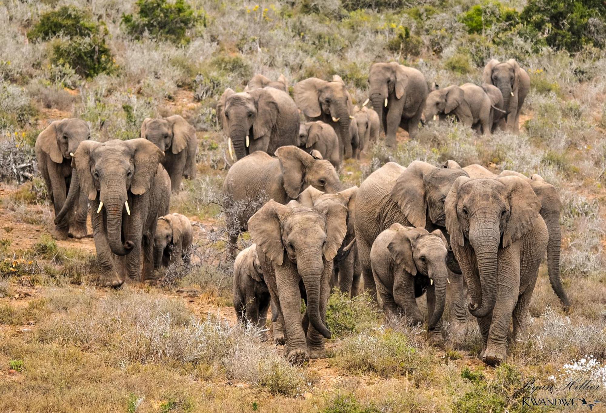 Kwandwe Private Game Reserve - Melton Manor グラハムズタウン エクステリア 写真