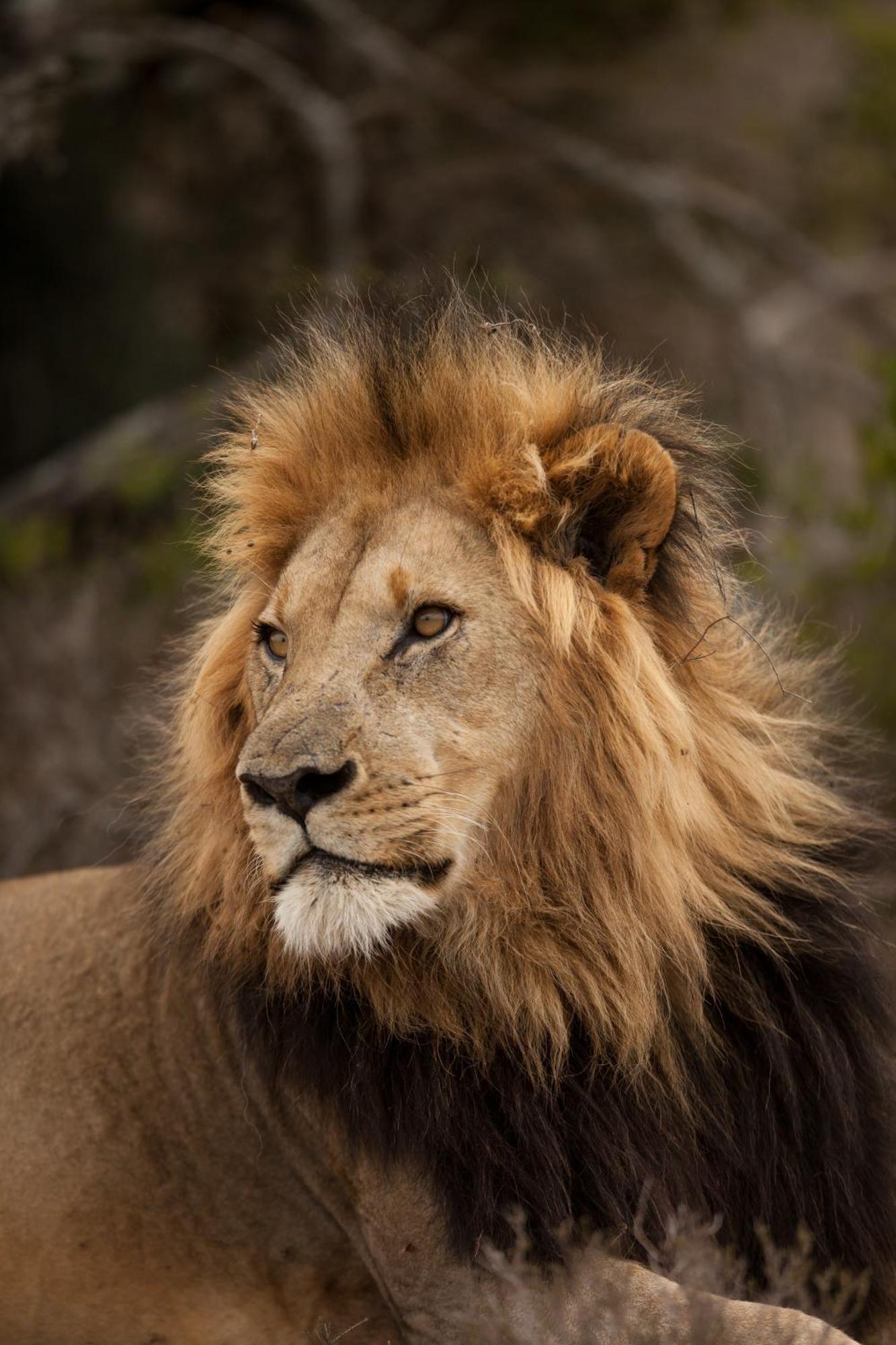 Kwandwe Private Game Reserve - Melton Manor グラハムズタウン エクステリア 写真