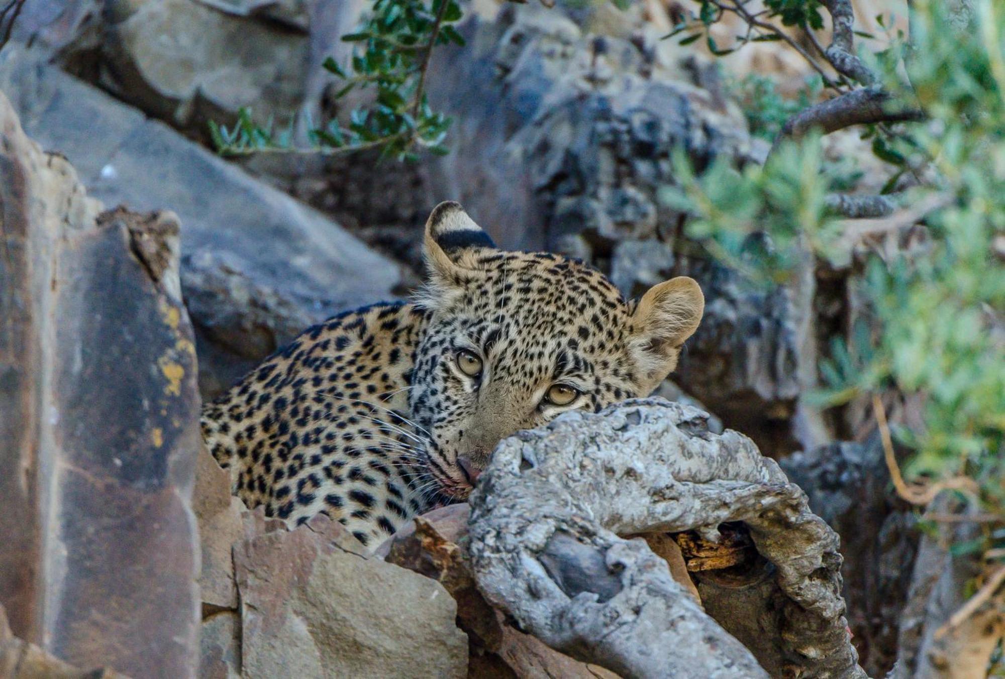 Kwandwe Private Game Reserve - Melton Manor グラハムズタウン エクステリア 写真