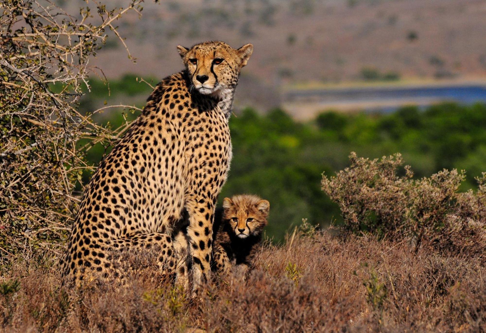 Kwandwe Private Game Reserve - Melton Manor グラハムズタウン エクステリア 写真